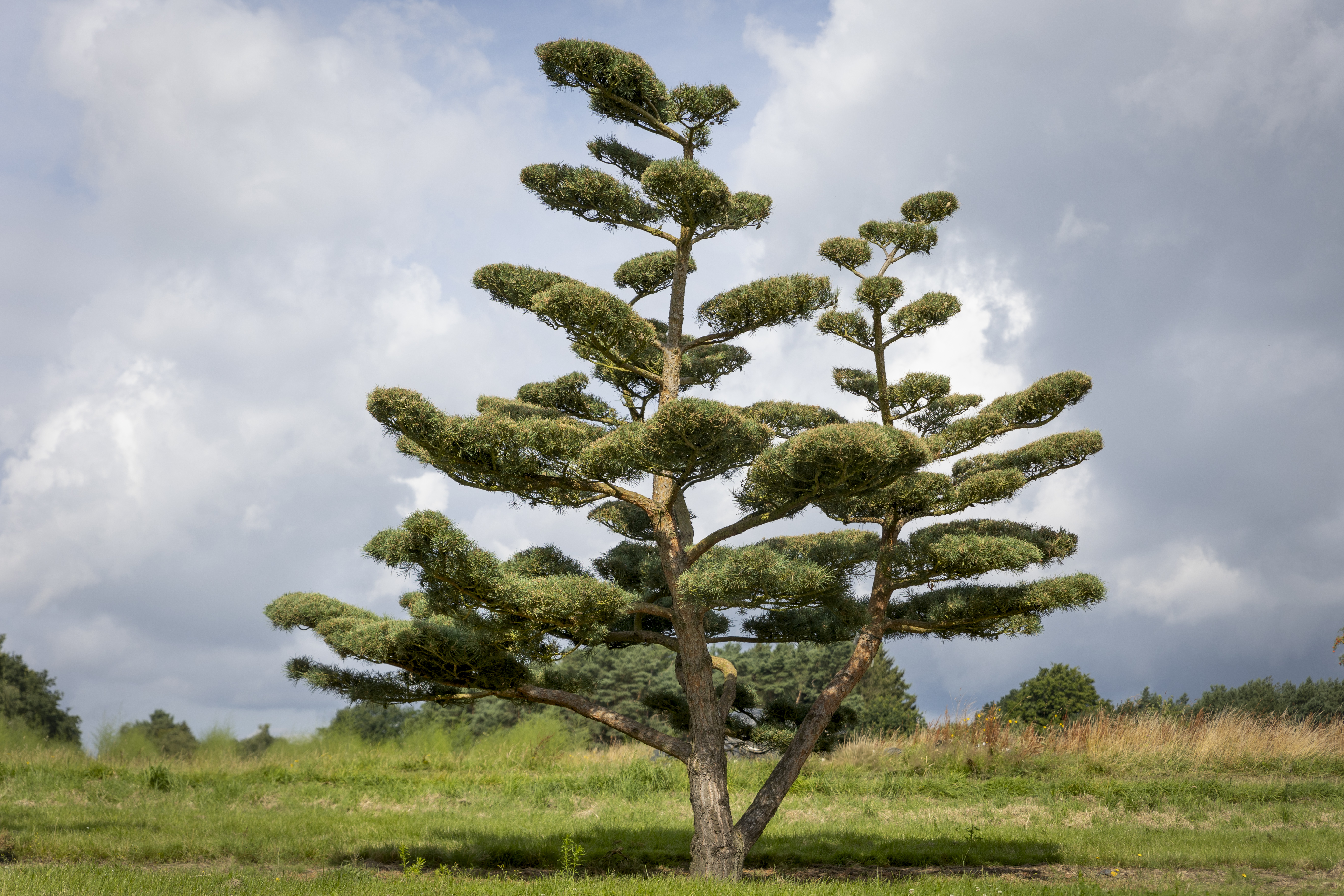 Pinus sylvestris 'Norske Typ' Unikat